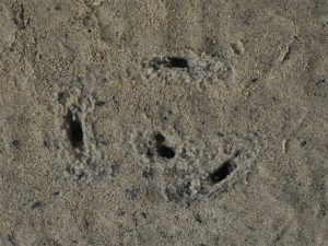 traces in the sand 4